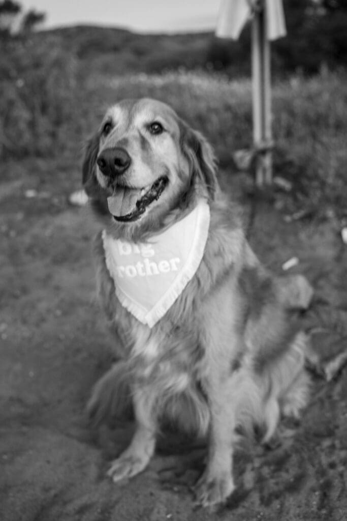 Golden retriever wearing a "Big Brother" bandana during a maternity photography session at Leo Carrillo State Beach.
